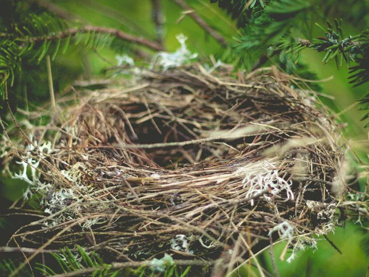 A bird nest in a tree  
