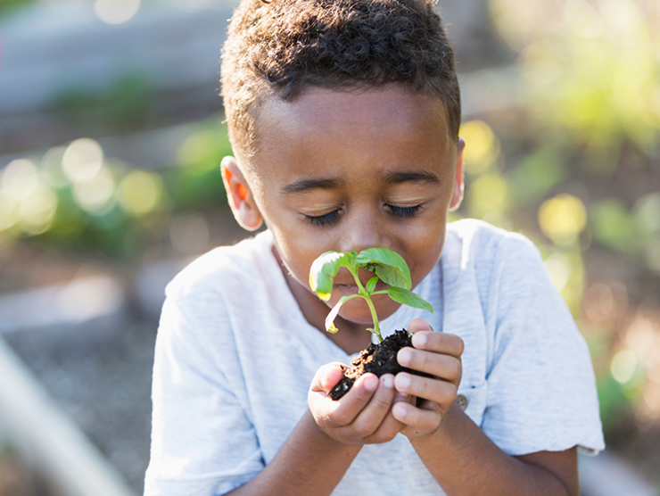 Preschooler smelling a basil plant