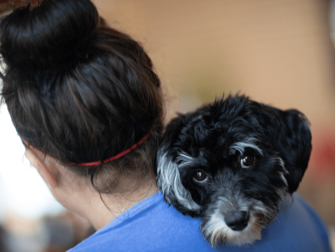 Dog on owners shoulder