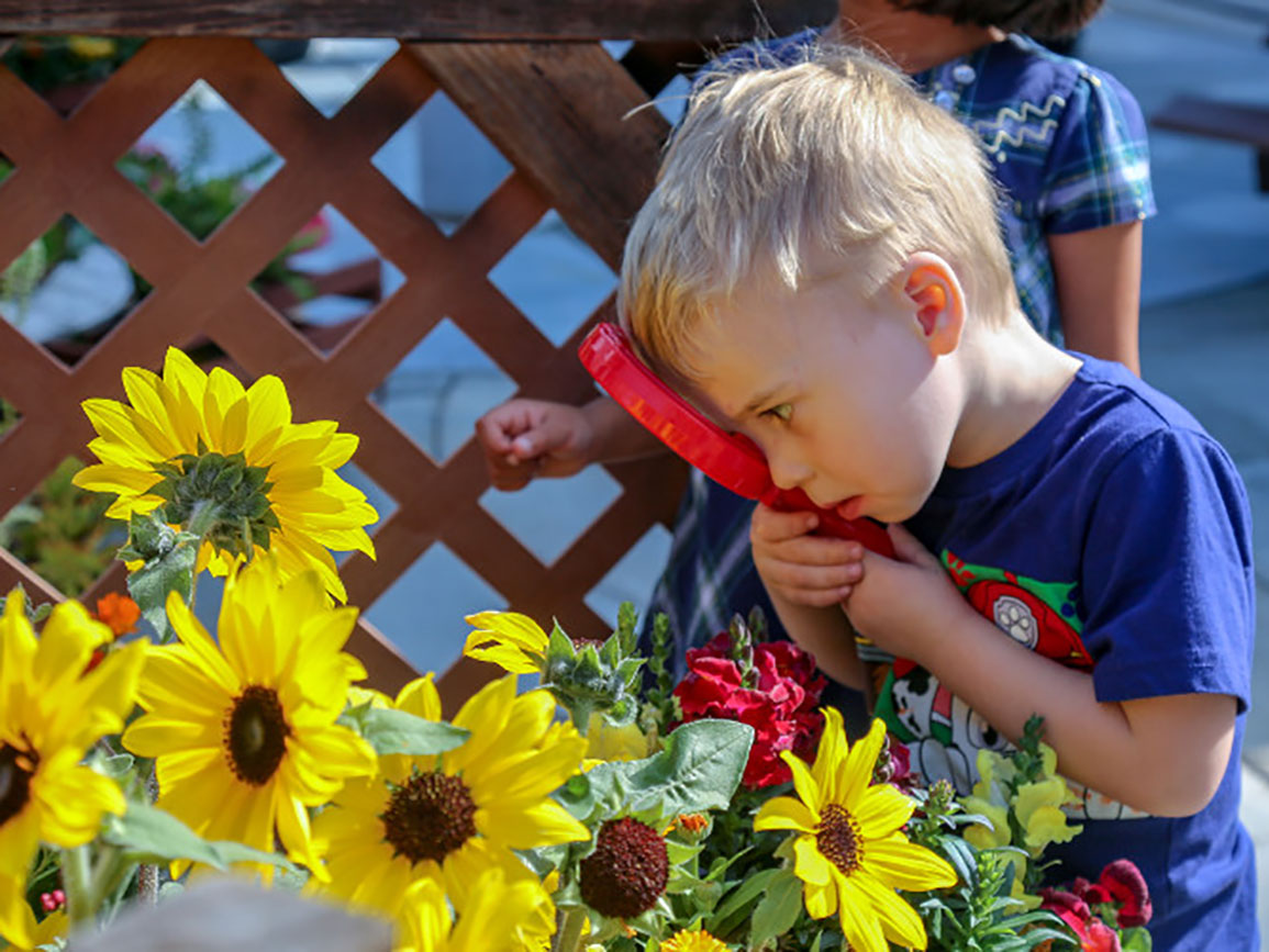 Preschooler examining sunflowers with a magnifying glass