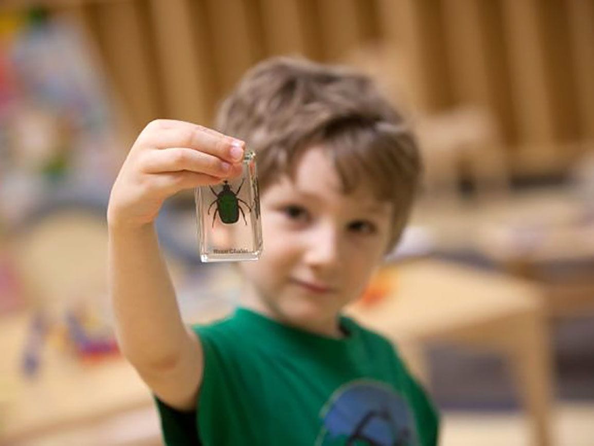 Kindergarten-aged boy holding a bug