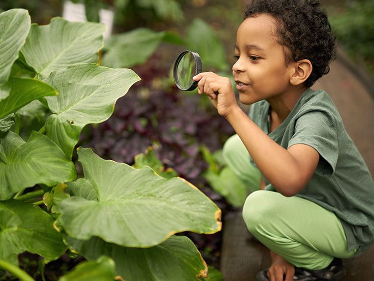 Little boy observing garden and plants at day care 