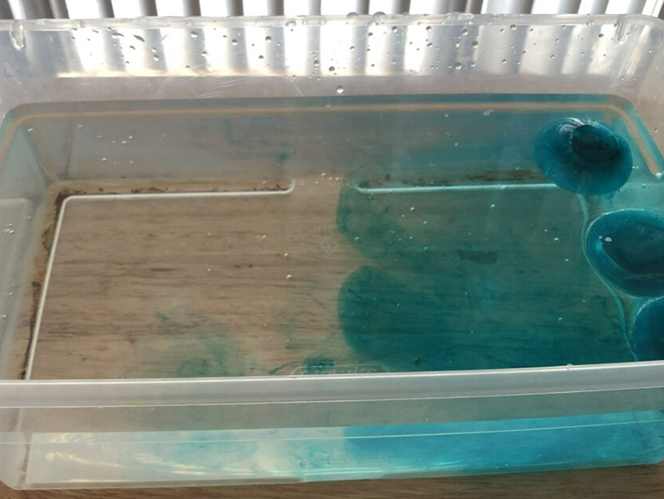 A bucket of water with blue dye created by children to observe currents