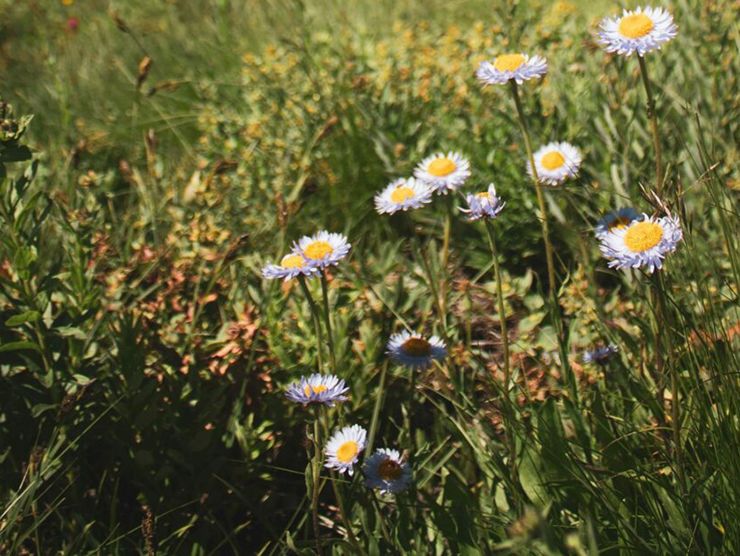 A field of daisies for children to explore 