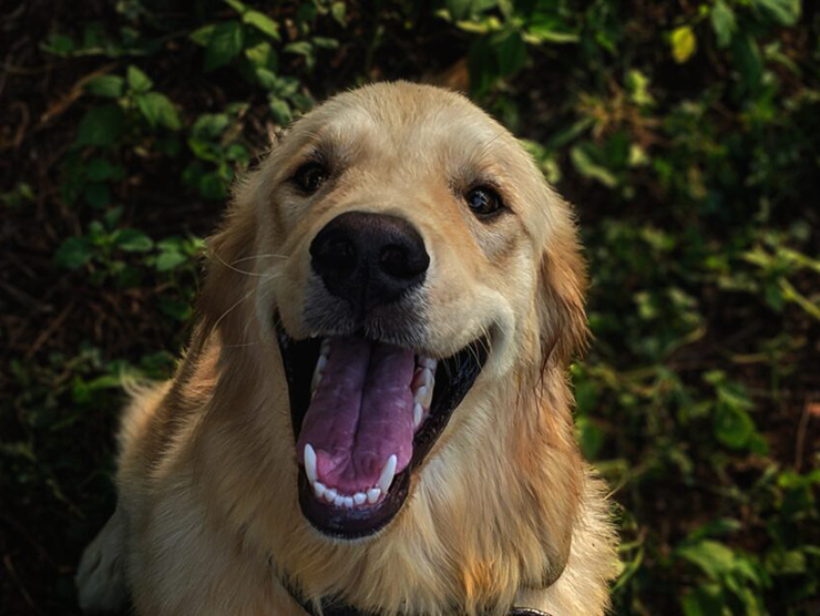 Golden Retriever happily sitting outside on the grass 