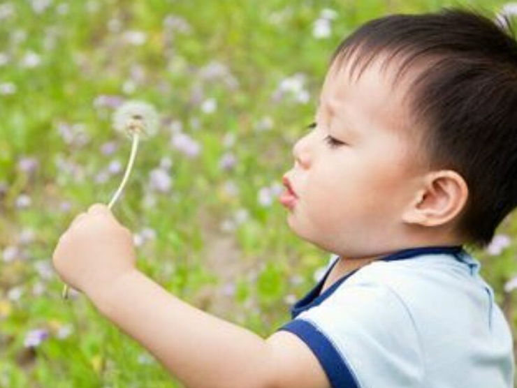 Toddler holding a dandelion and blowing on it 