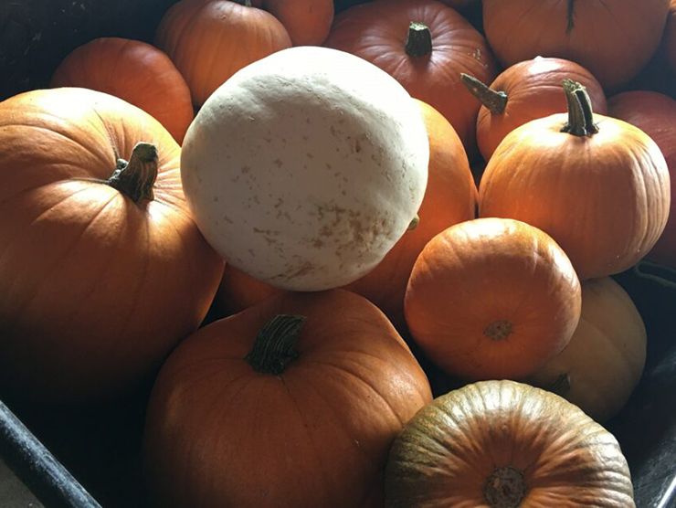 A large barrel of pumpkins used for kids to learn about their environment 