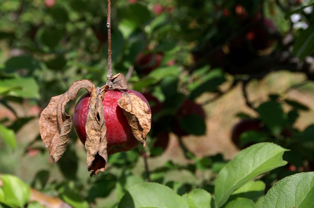 Image of a bad apple in a workplace context symbolizing issues.